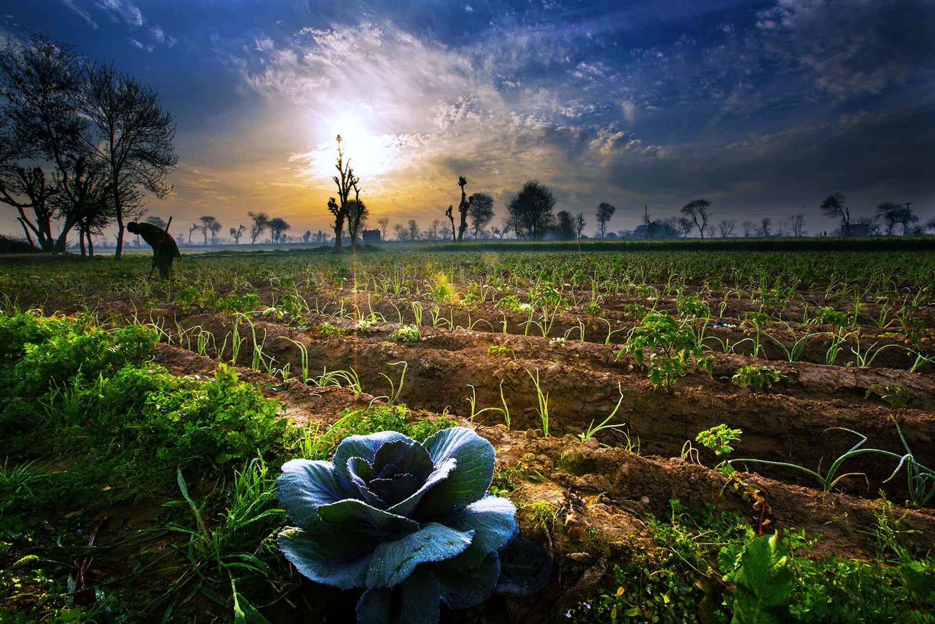 Root & Ripe Hero