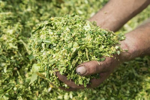 Green Fodder